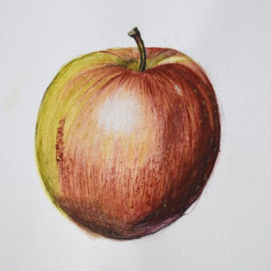 drawing of an apple