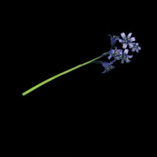 purple flower on a black background